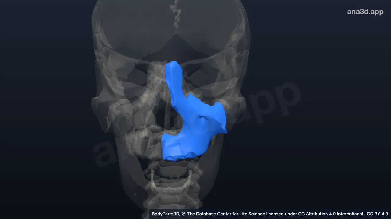 Modèle 3D : Os maxillaire gauche