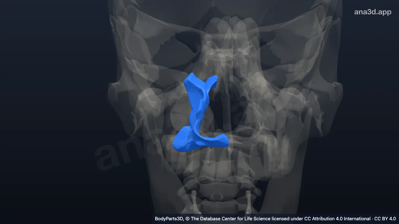 3D model: right palatine bone