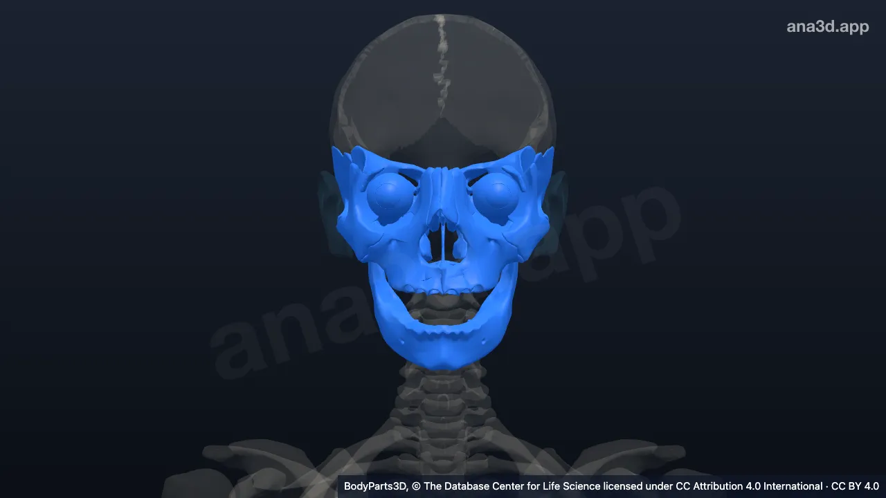 Modèle 3D : splanchnocrâne