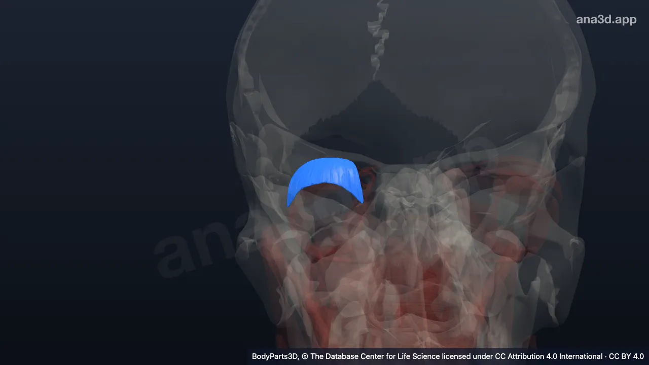 3D model: tendon of right levator palpebrae superioris