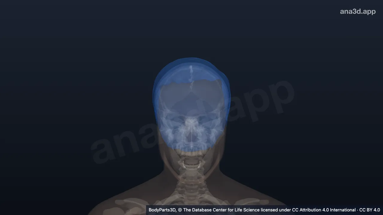Modelo 3D: Pelo de la cabeza