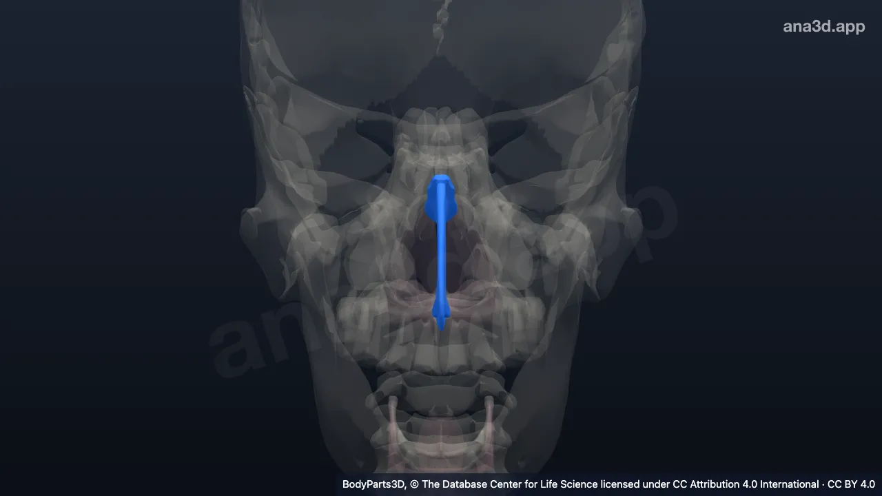 3D model: nasal septum