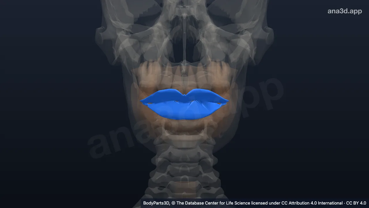 3D model: subdivision of face