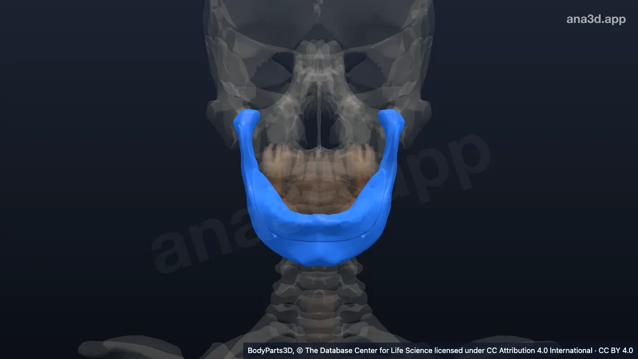 3D model: lower jaw