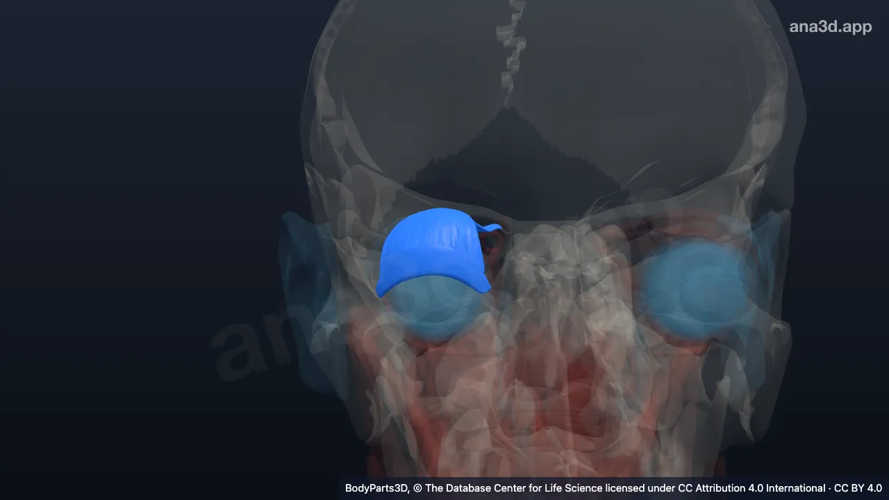 3D model: right upper eyelid