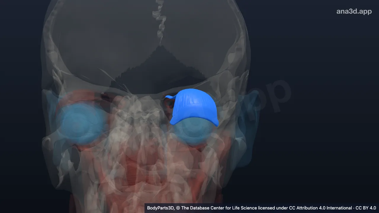 Modelo 3D: Pálpebra superior esquerda