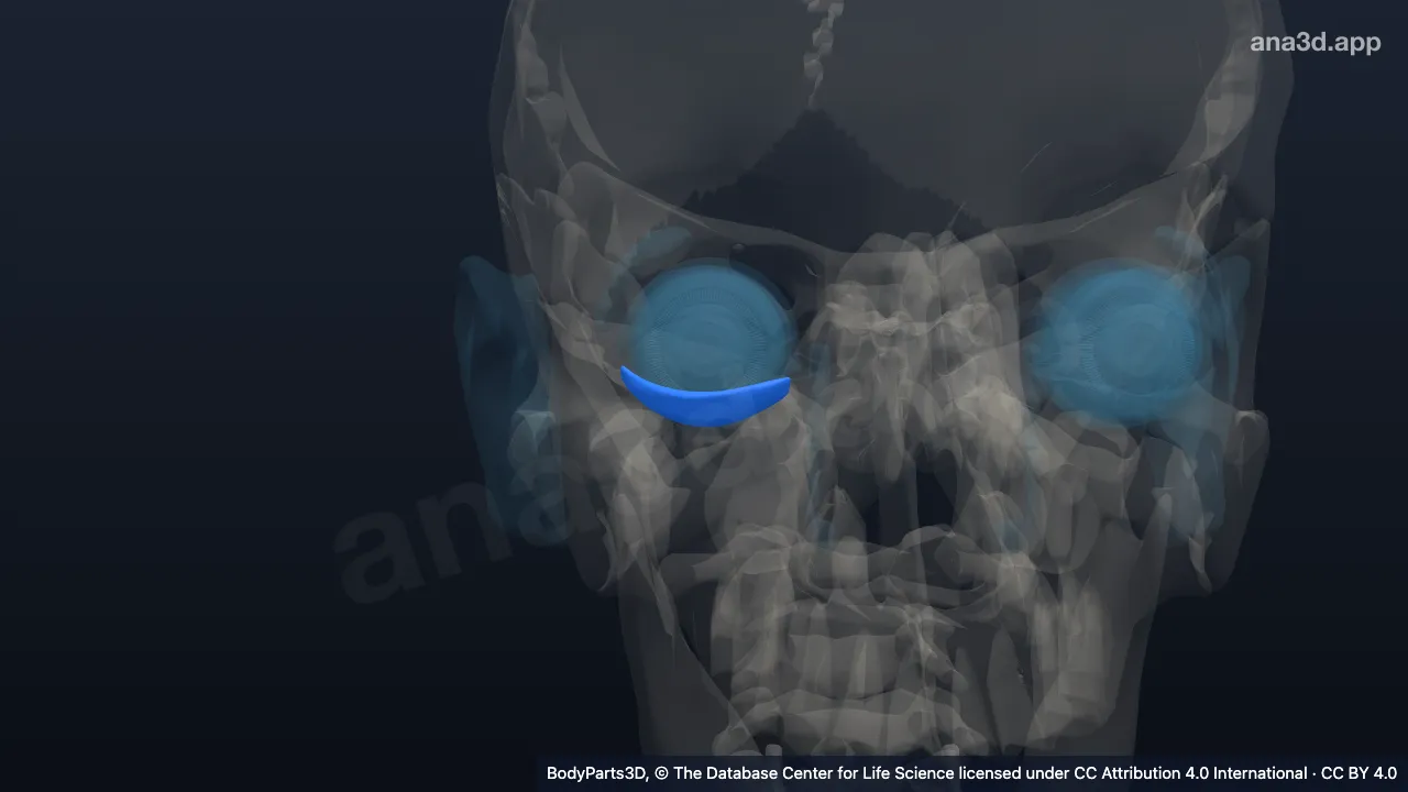 Modelo 3D: Párpado inferior derecho