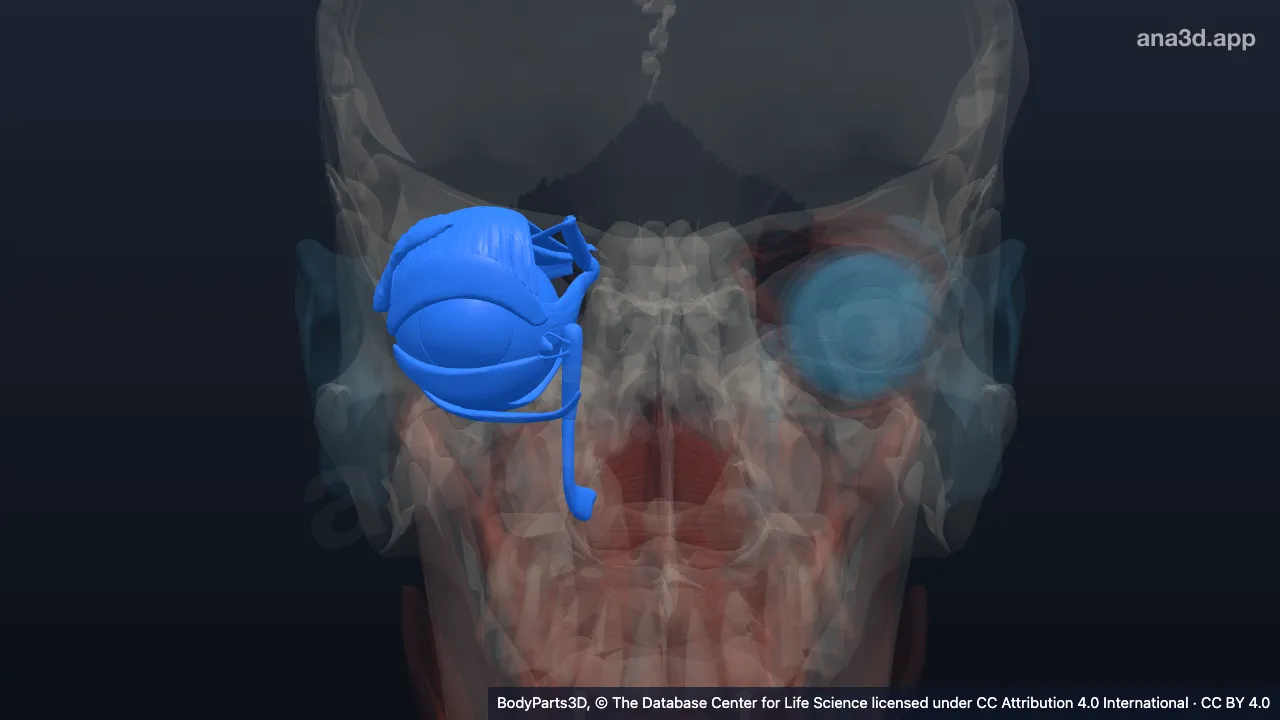 3D model: right eye