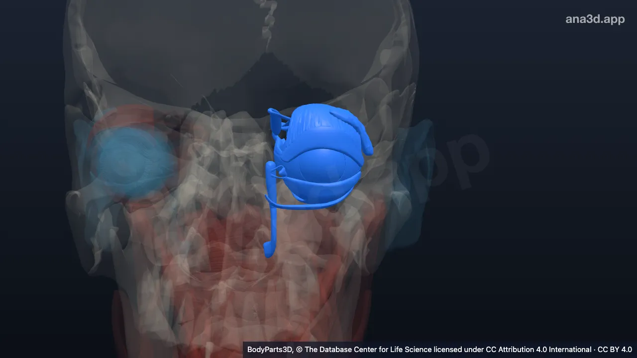 3D model: left eye