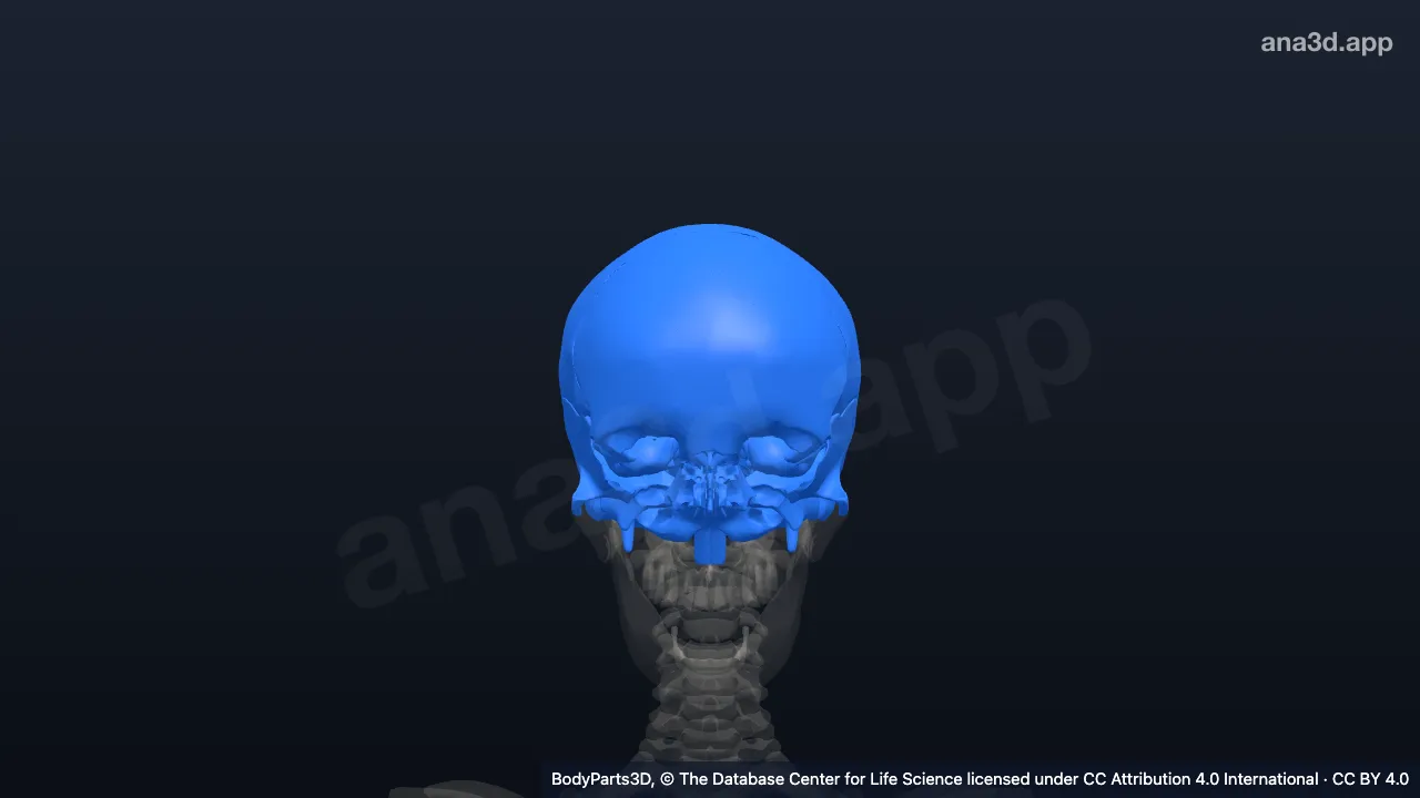 3D model: head proper