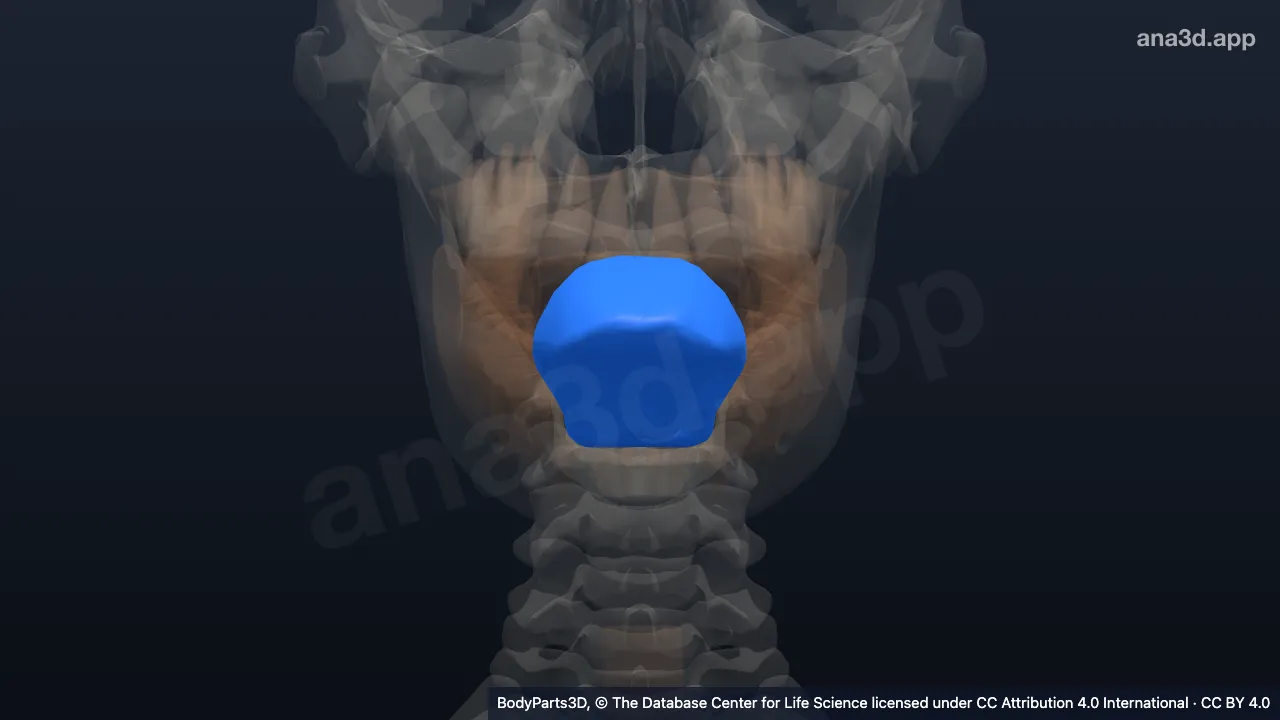 Tongue: anatomy, location and function