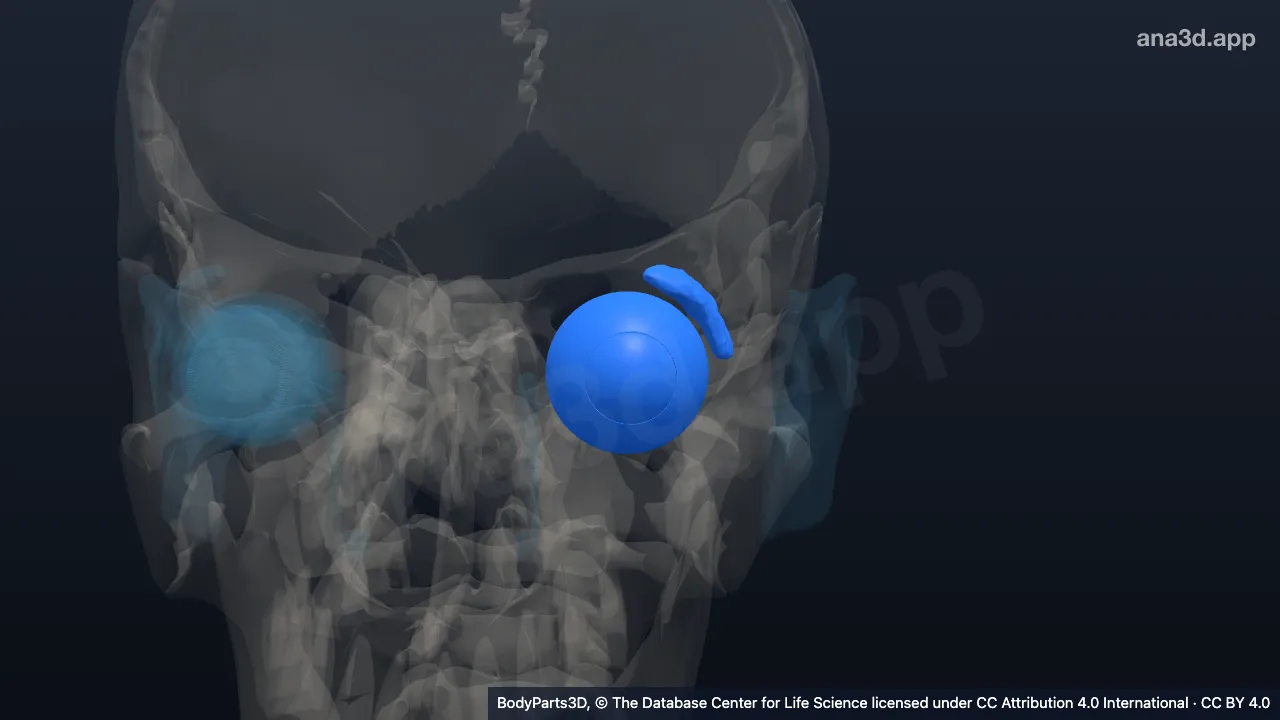 3D-Modell: Linkes orbitales Kompartiment