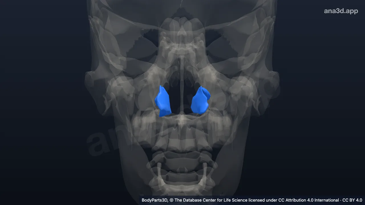 Modelo 3D: concha nasal inferior