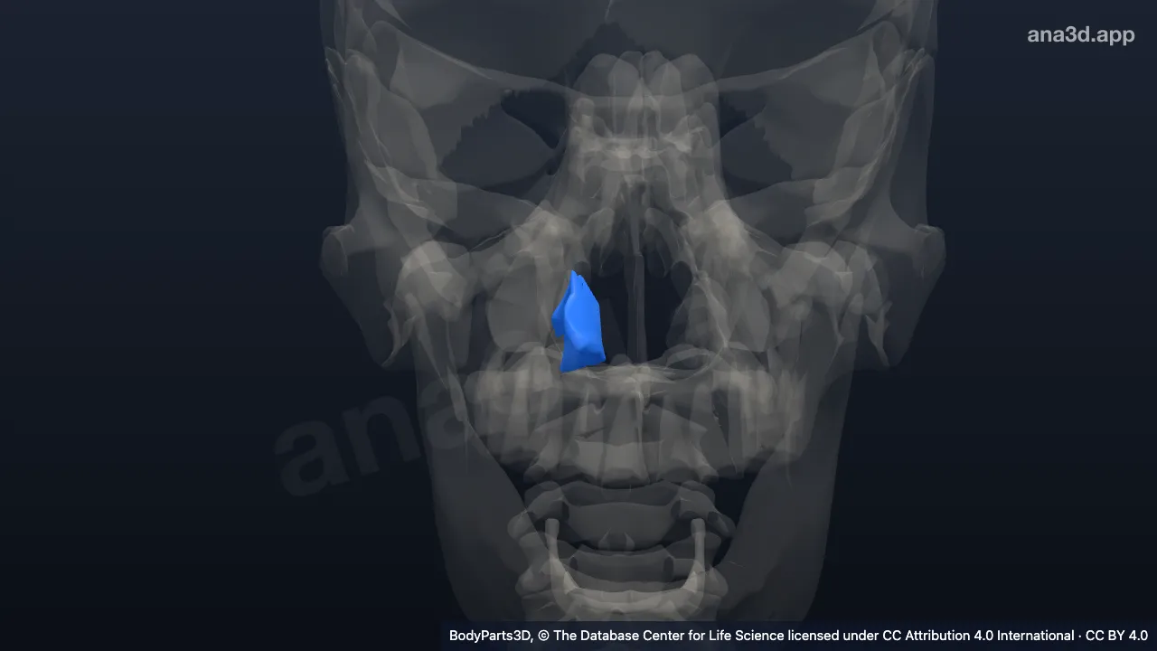 3D-Modell: Rechte Concha nasalis inferior