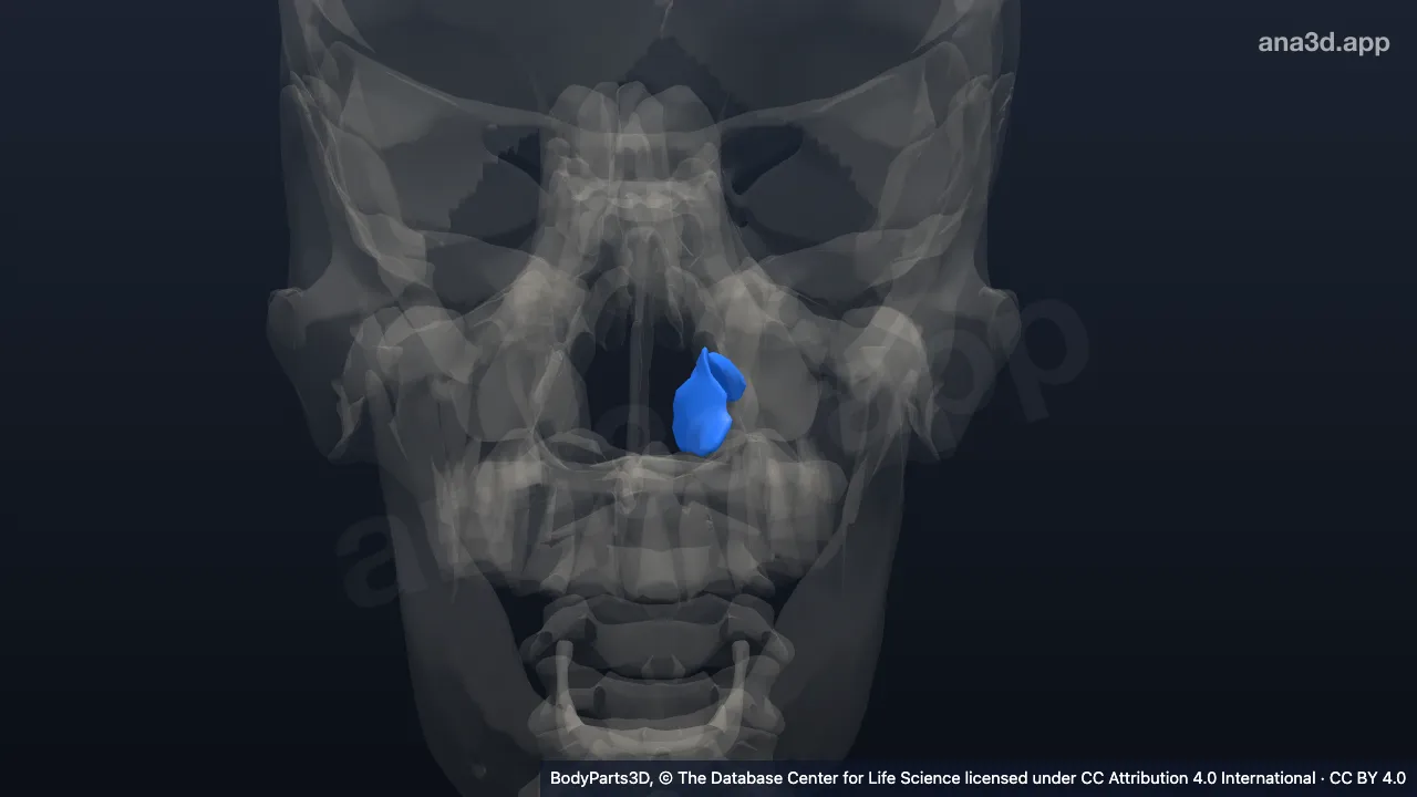 3D model: left inferior nasal concha