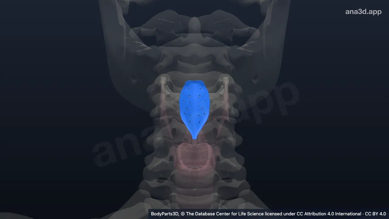 Modèle 3D : Subdivision du laryngopharynx