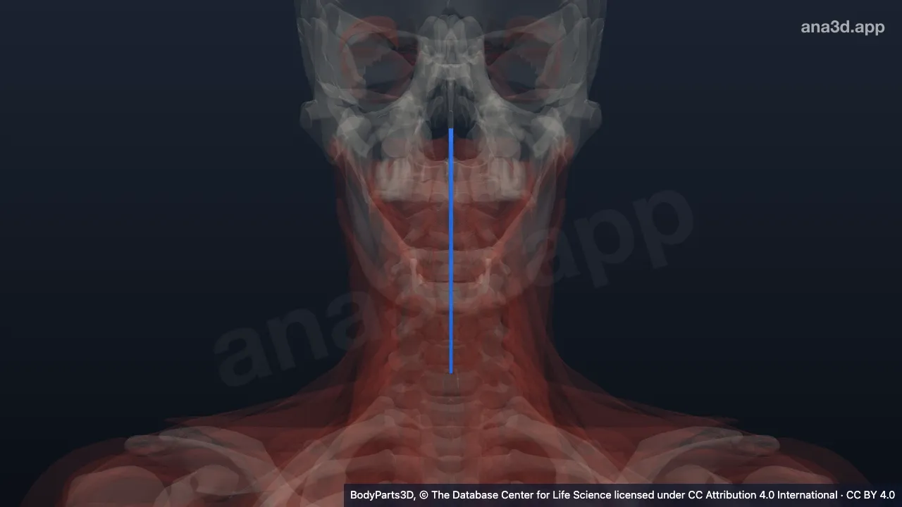 Modelo 3D: Rafe faríngeo