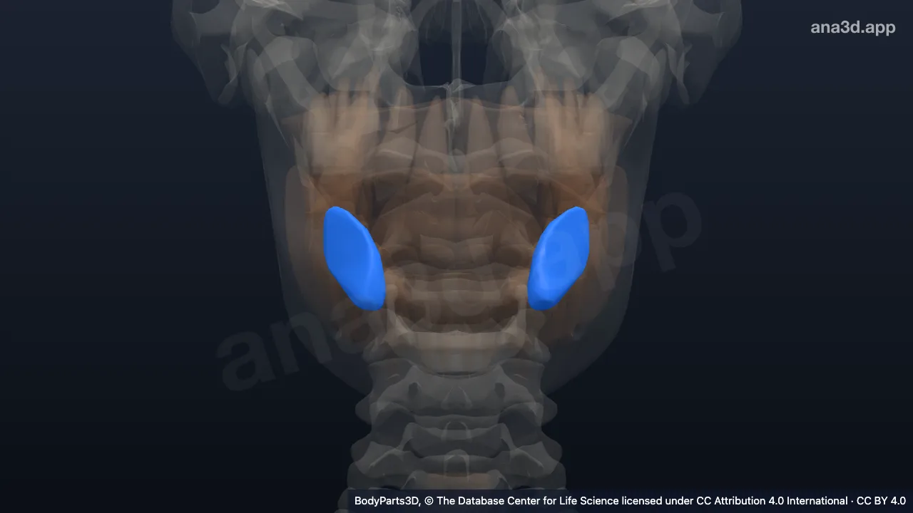 Modelo 3D: glândula submandibular