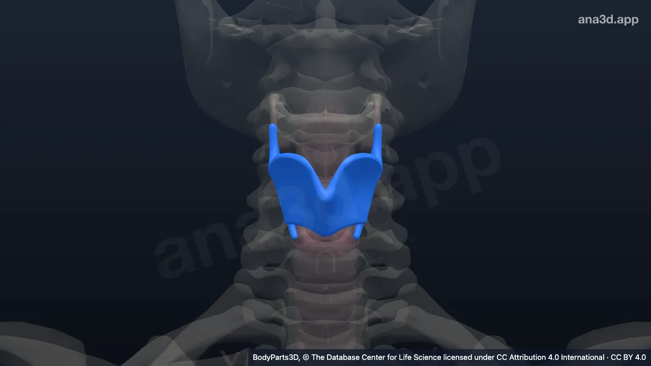 Modelo 3D: cartílago tiroides
