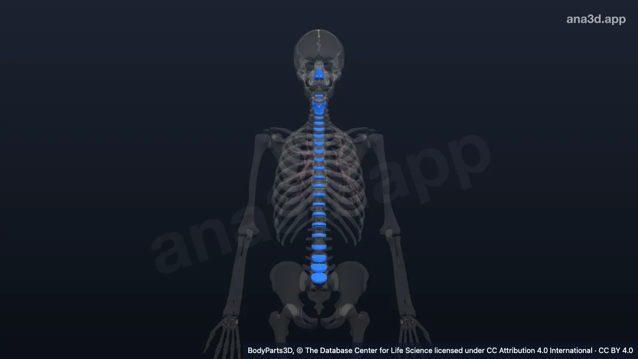 Modelo 3D: Órgão cartilagíneo