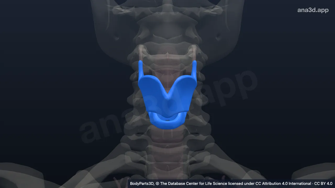 Modelo 3D: Cartílago laríngeo