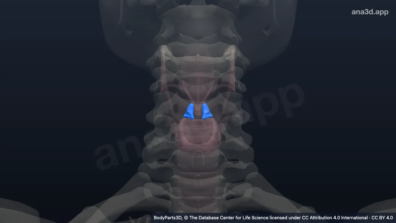 3D model: arytenoid cartilage