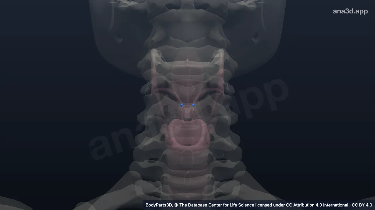 Model 3D: Tulang rawan kornikulata