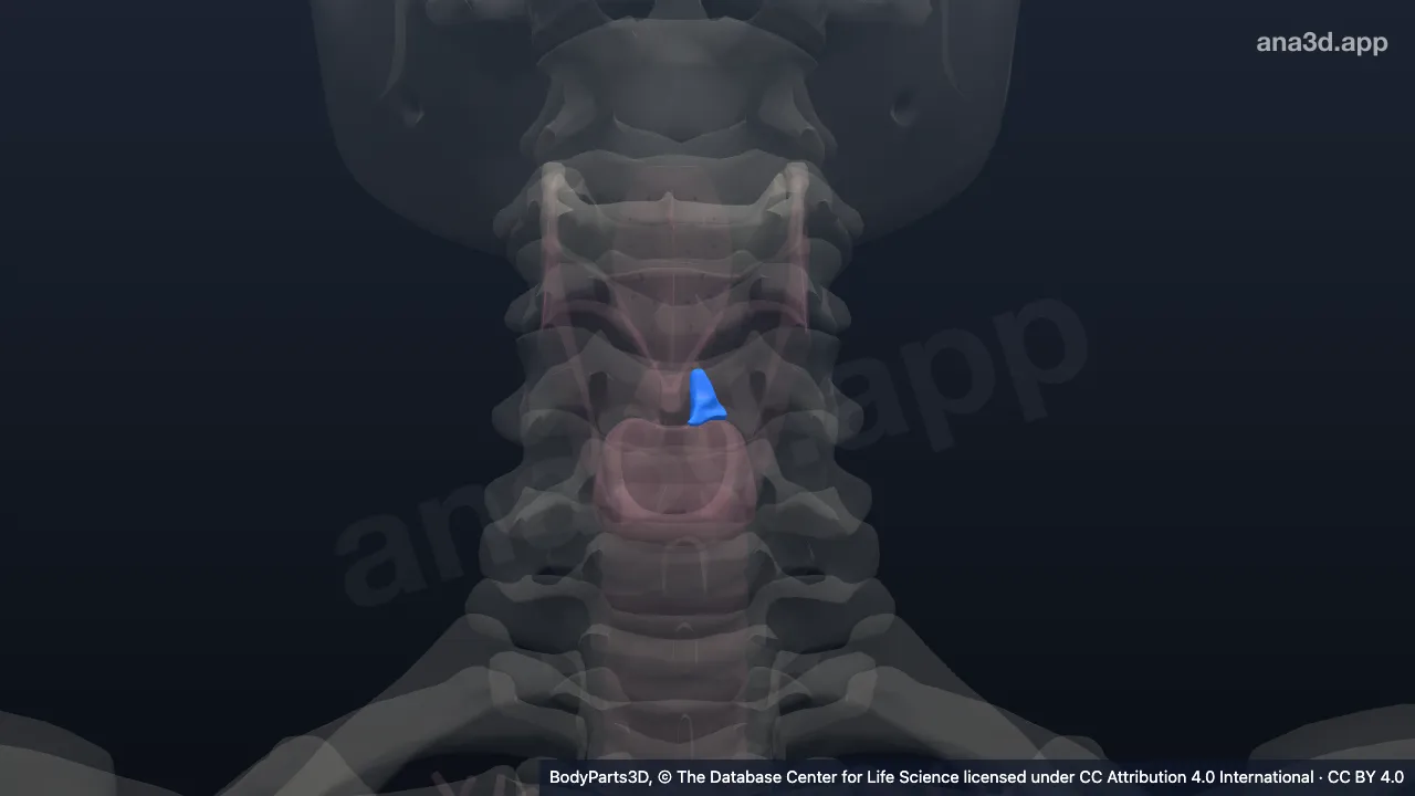 3D 模型：左杓状软骨