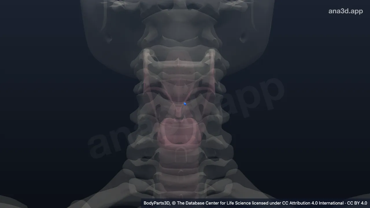 3D model: left corniculate cartilage