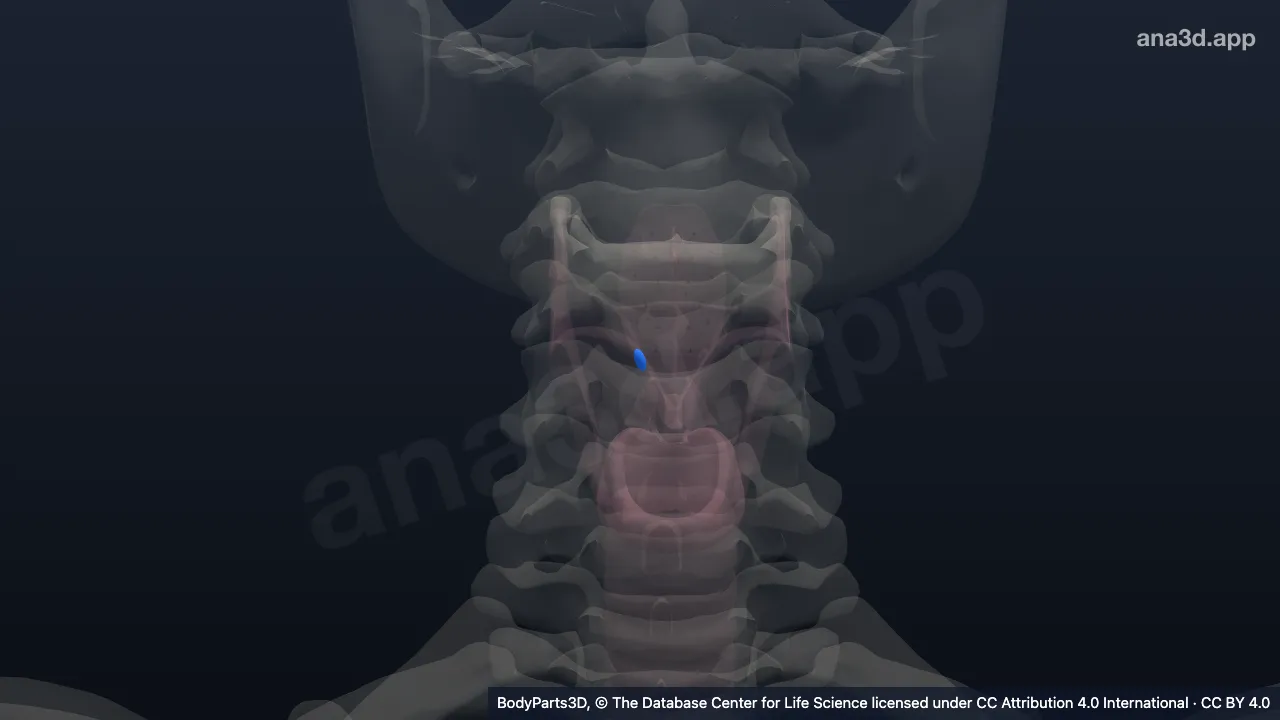 Modelo 3D: Cartilagem cuneiforme direita