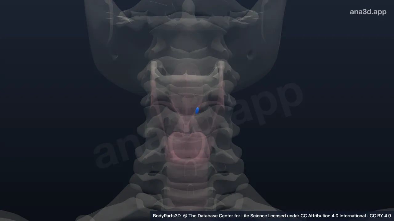 Modelo 3D: Cartilagem cuneiforme esquerda