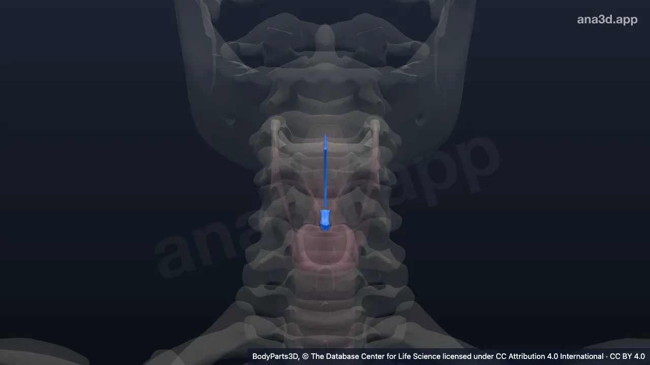 Modelo 3D: Ligamento da laringe