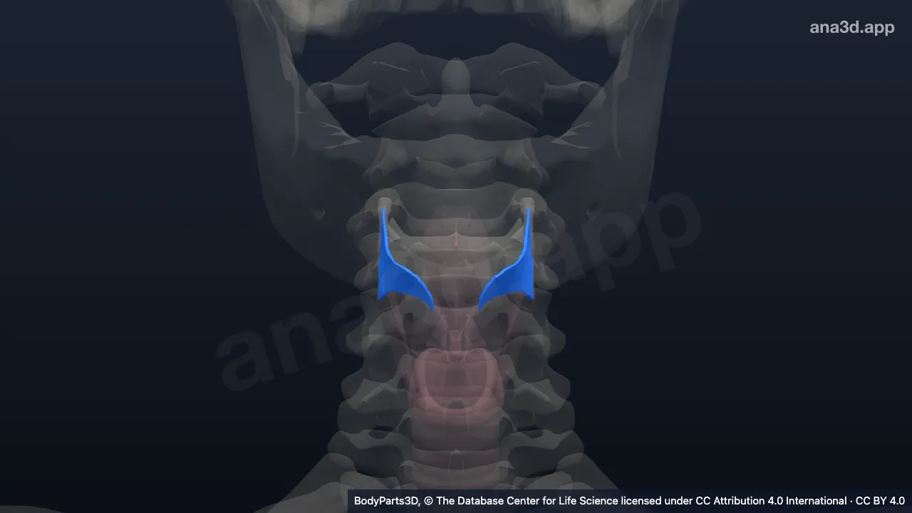 3D-Modell: Membrana thyrohyoidea