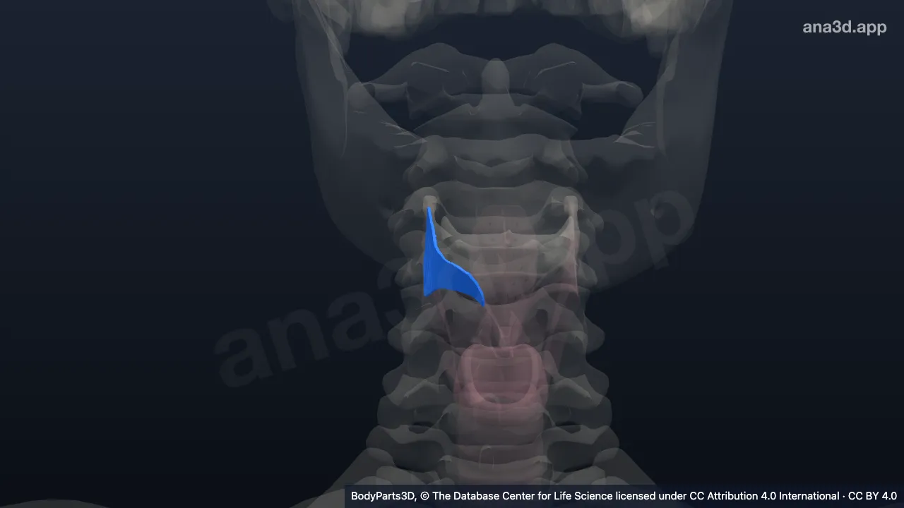 3D model: right thyrohyoid membrane