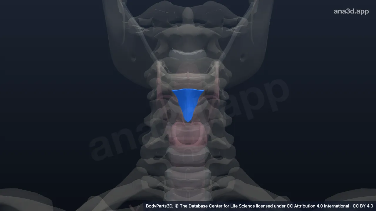 Modelo 3D: Ligamento tireohióideo mediano