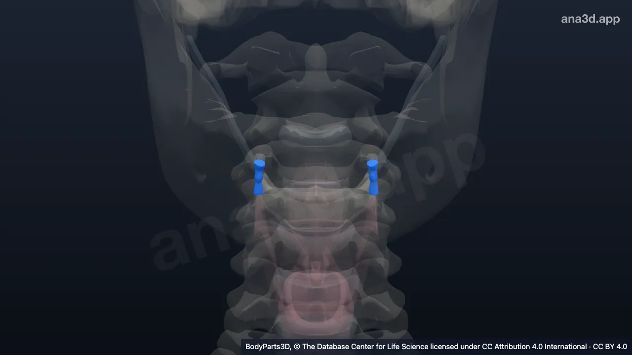 Modelo 3D: Ligamento tireohióideo lateral
