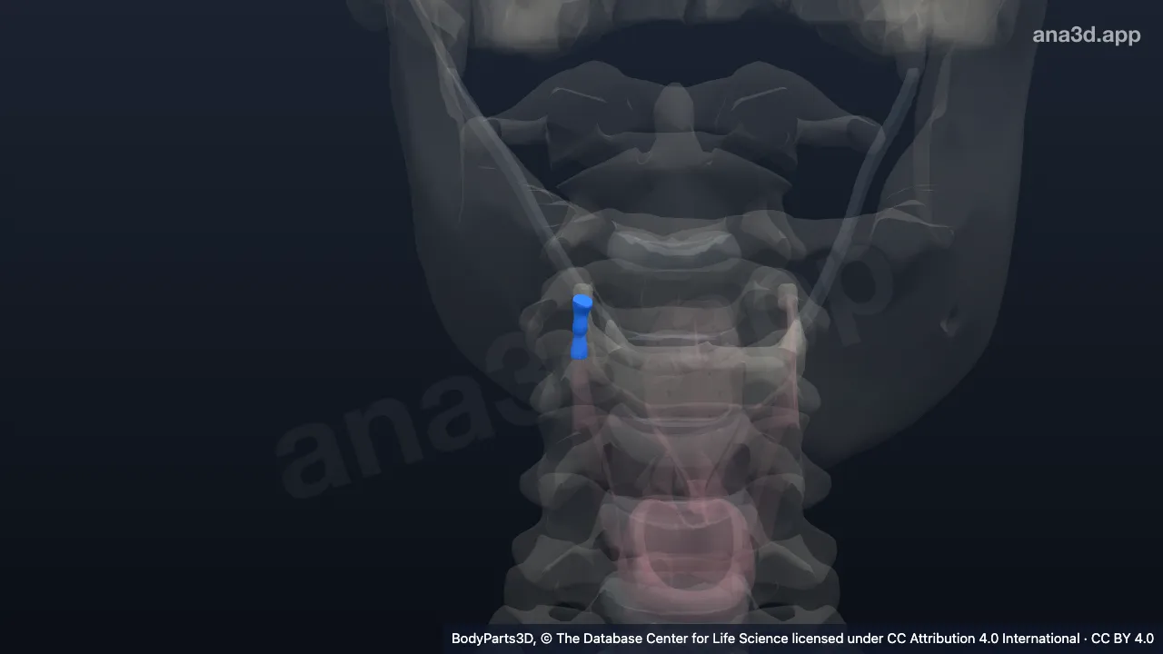 Modelo 3D: Ligamento tireohióideo lateral direito