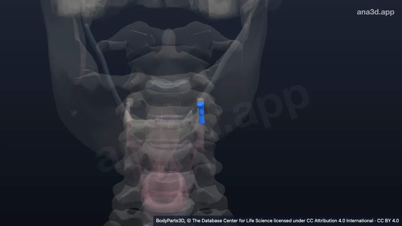 Modelo 3D: Ligamento tireohióideo lateral esquerdo