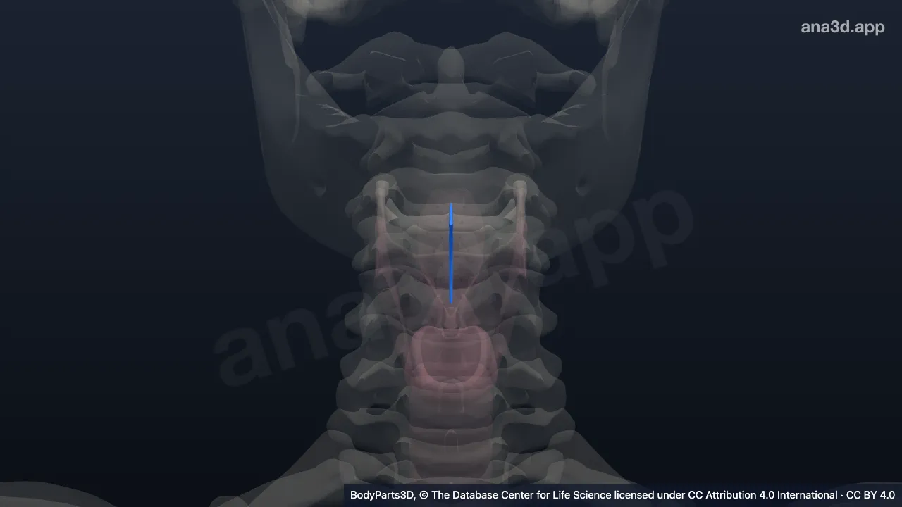 Modelo 3D: Ligamento hioepiglótico