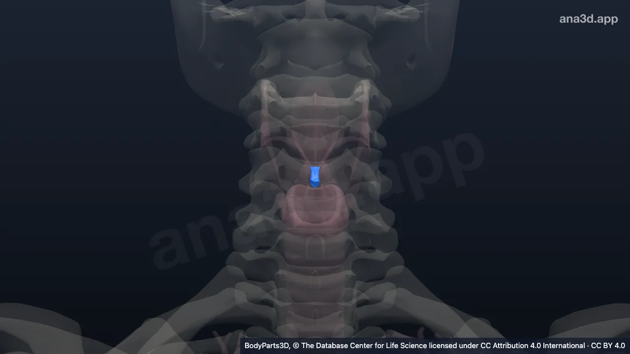 Modelo 3D: Ligamento tiroepiglótico