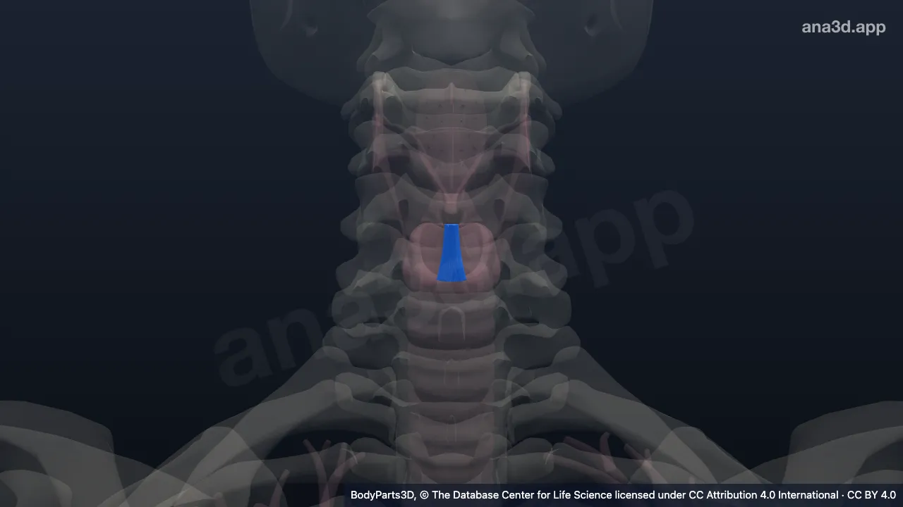 3D model: cricothyroid ligament