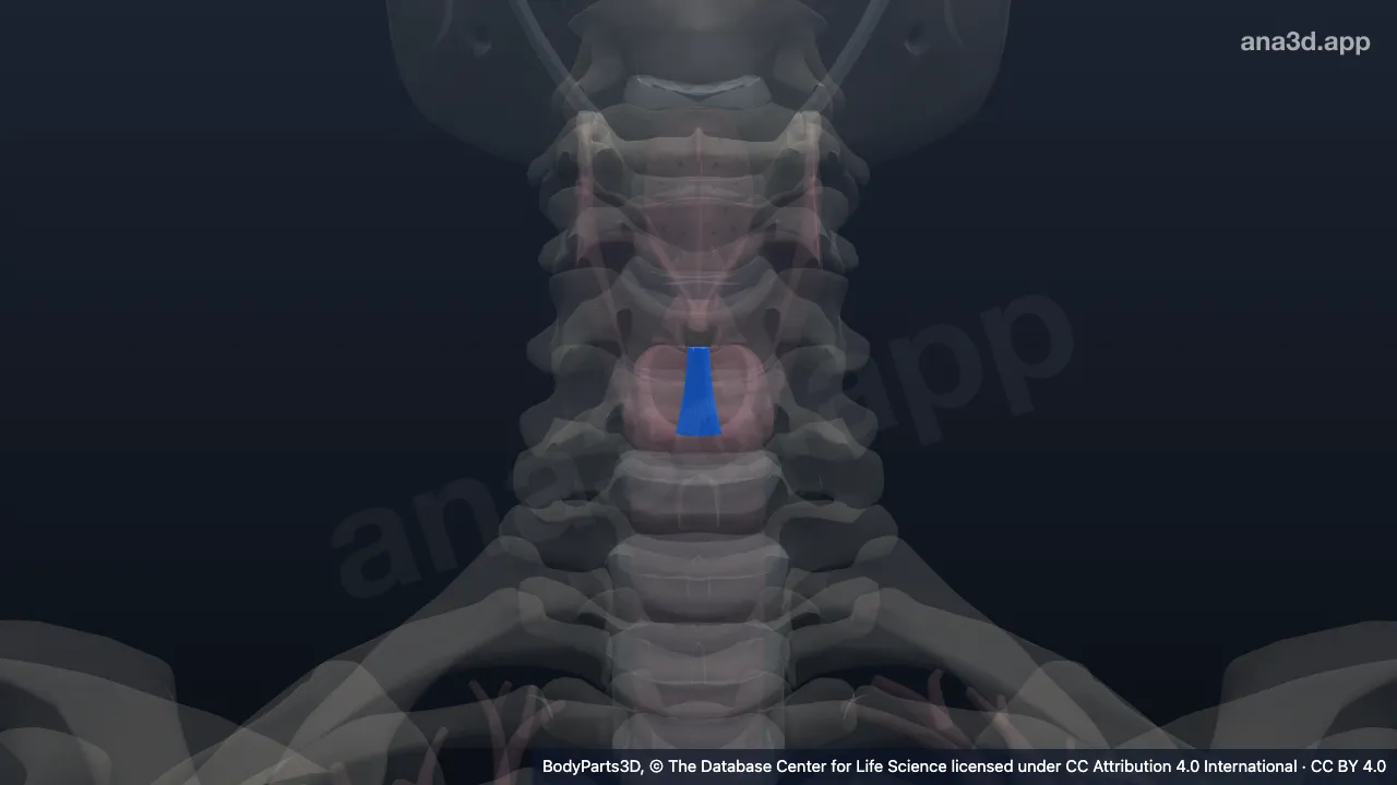 Model 3D: Ligamen krikotiroid medianum