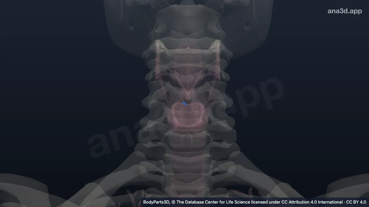 Modèle 3D : Ligament vocal droit