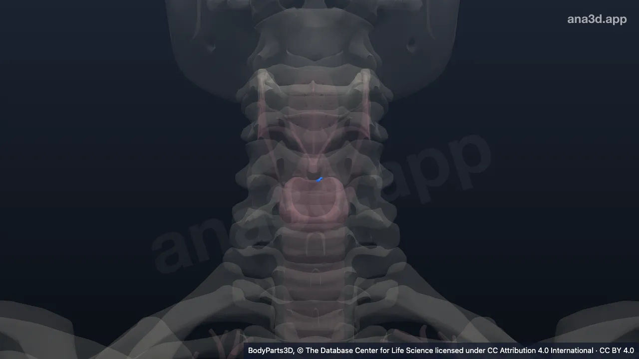 Modèle 3D : Ligament vocal gauche