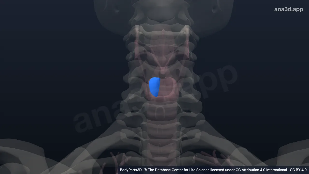 Modelo 3D: Cone elástico direito