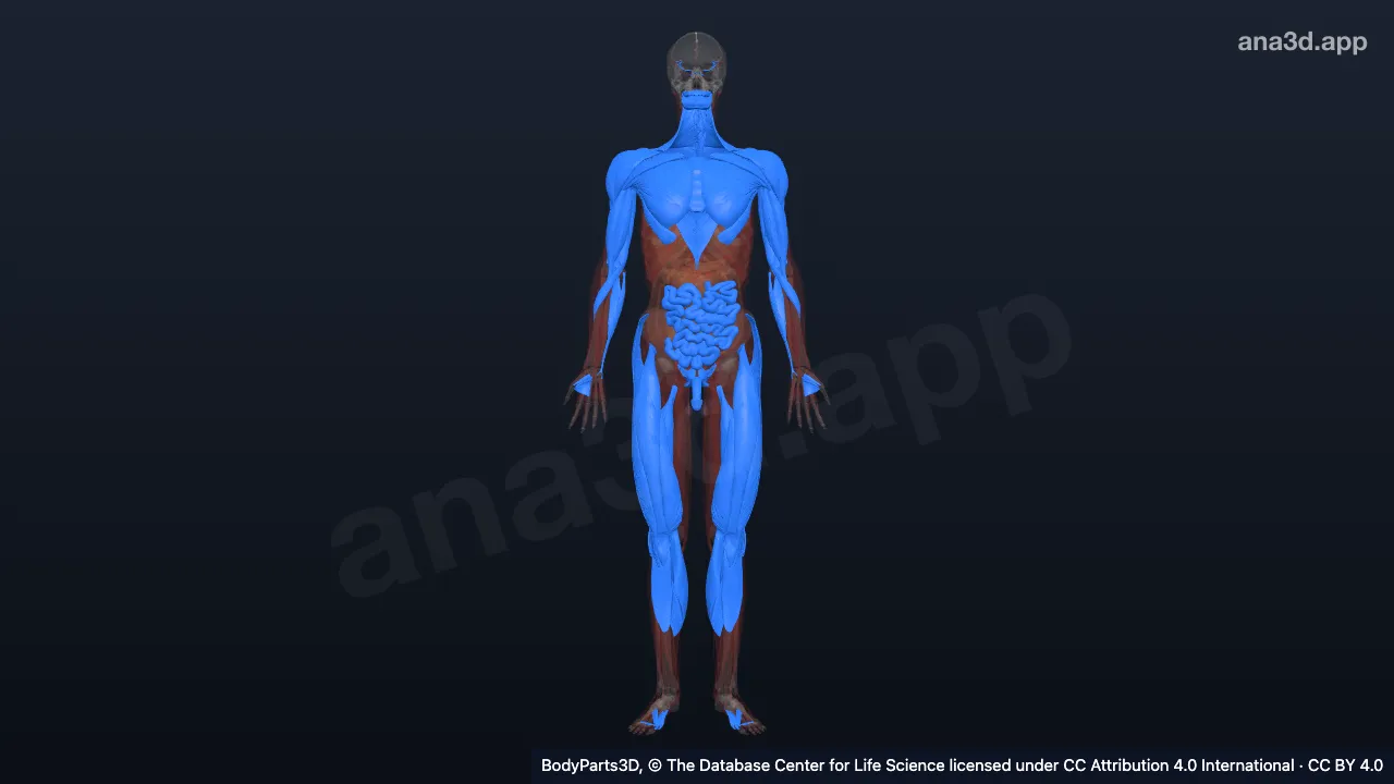 3D-Modell: Organzone