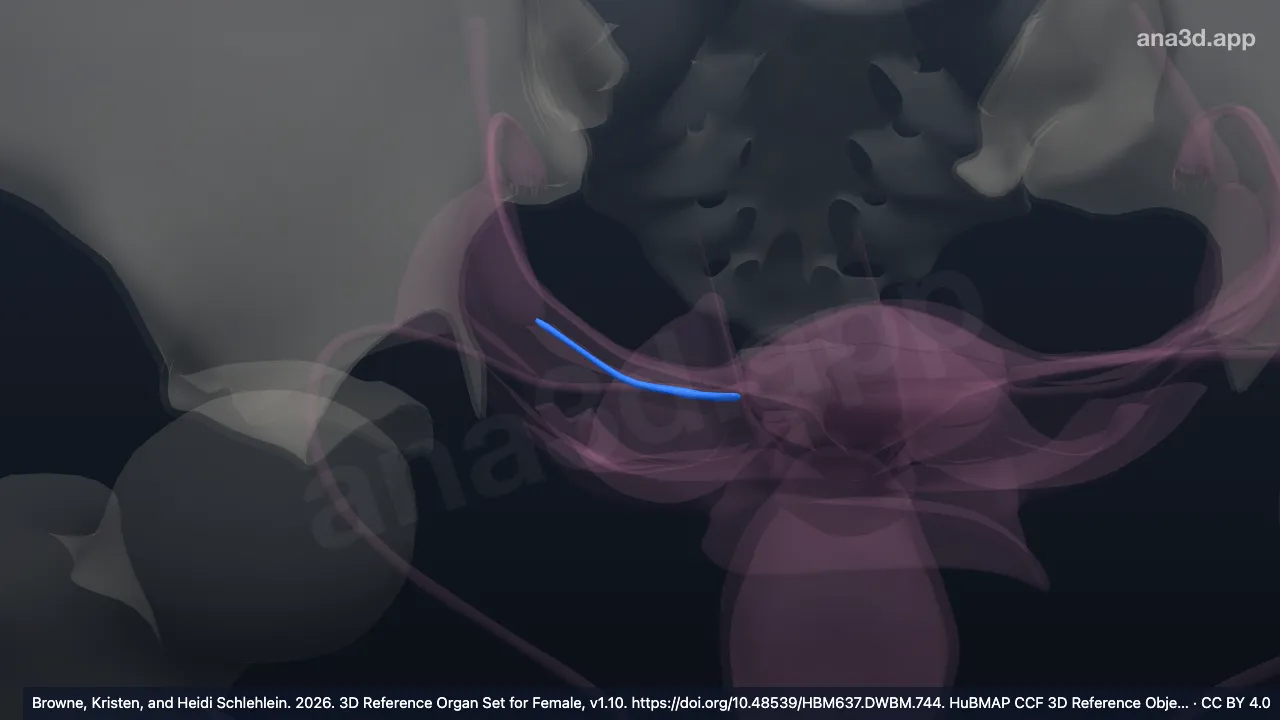 Modèle 3D : Ligament propre de l'ovaire droit