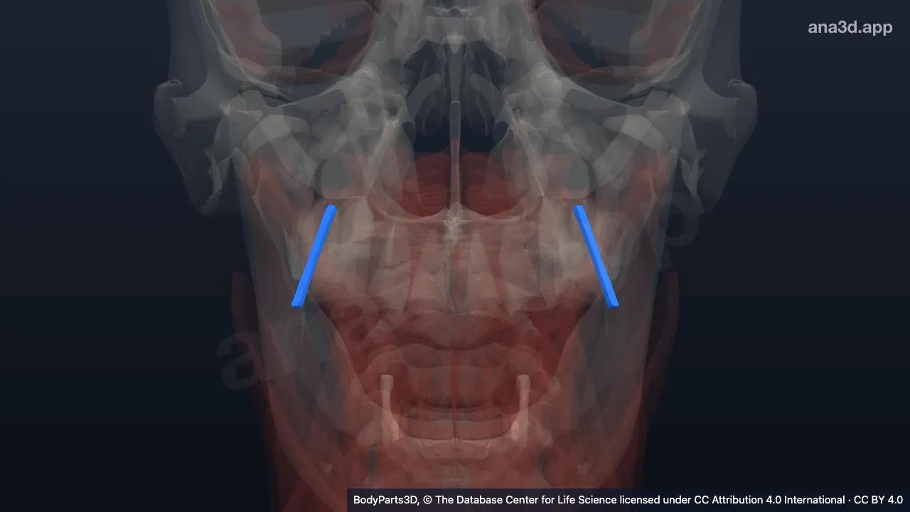 3D model: pterygomandibular raphe