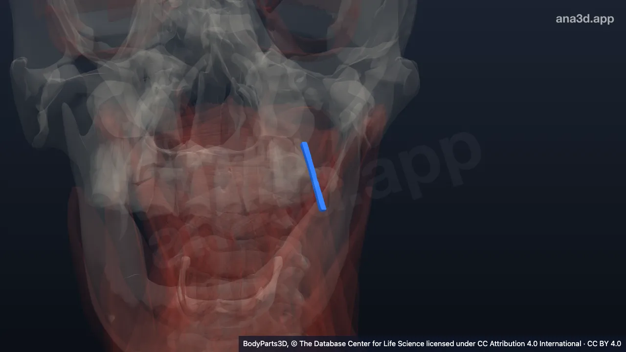 3D model: left pterygomandibular raphe
