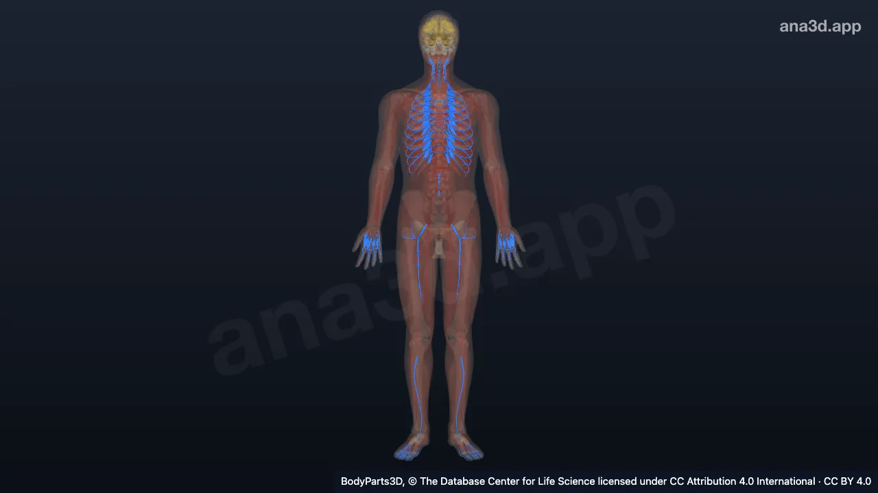 Modelo 3D: Conjunto anatômico
